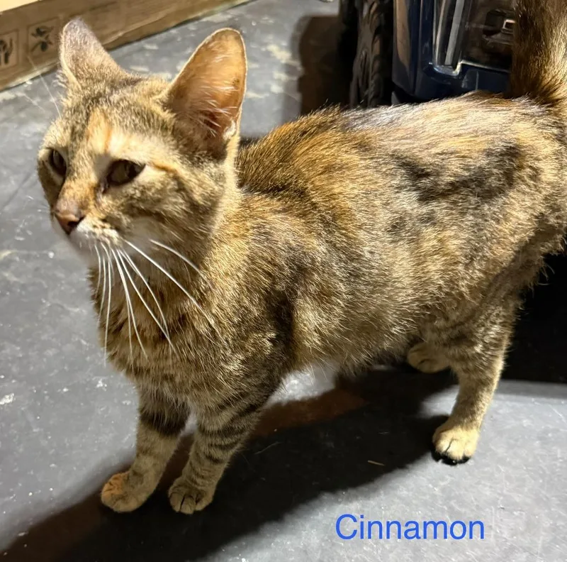 A young medium-sized female Domestic Short Hair cat named Cinnamon for adoption in Johnson City, TN