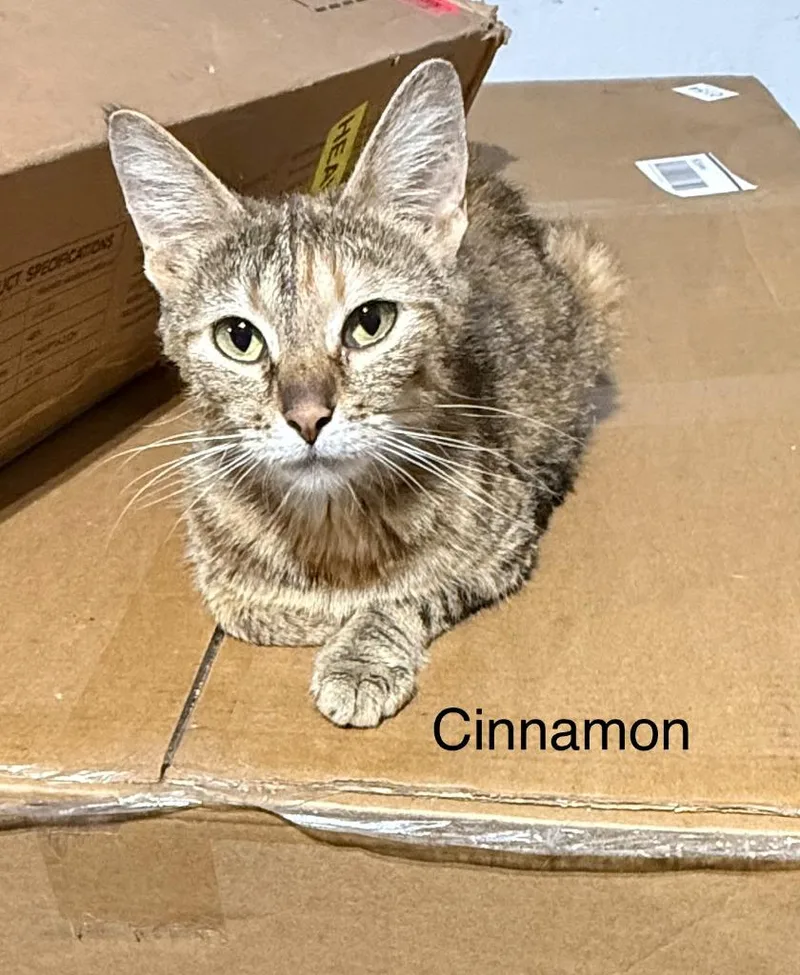 Cinnamon thumbnail 4