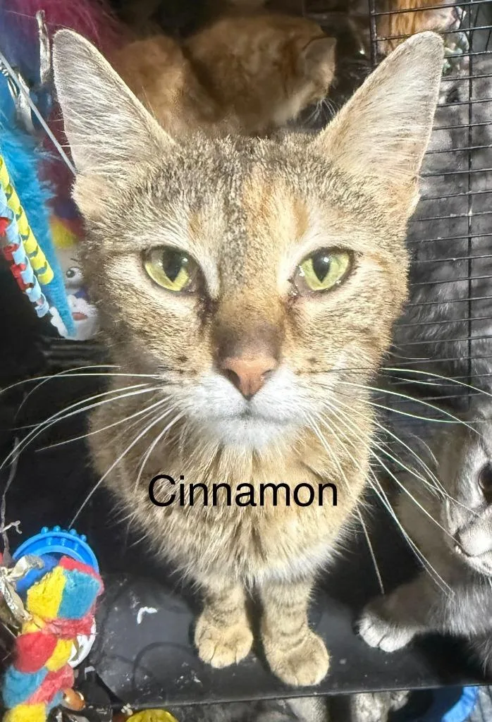 Cinnamon thumbnail 5