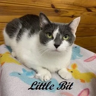 Little Bit