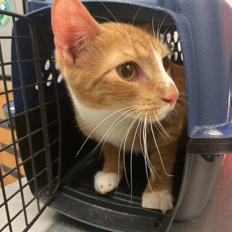 An adult medium-sized female Orange / Red Domestic Short Hair cat named Fussy for adoption in Monroe, LA