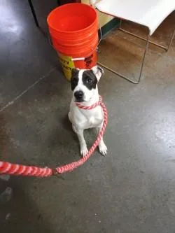A baby small-sized female Mixed Breed dog named Juno for adoption in Independence, MO