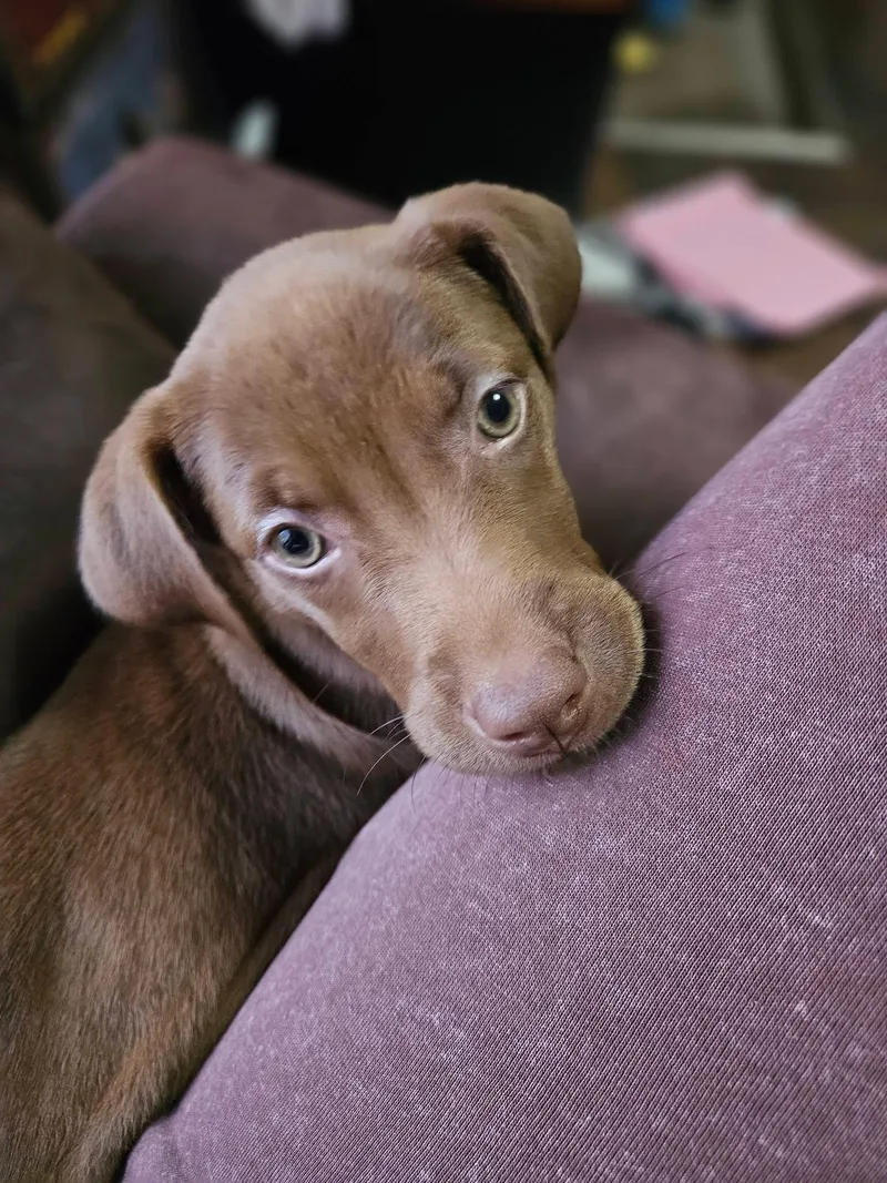 A baby medium-sized female Chocolate Labrador Retriever dog named Elsa for adoption in Alma, MI
