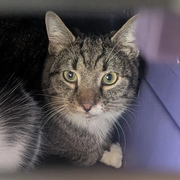 An adult medium-sized male Brown / Chocolate Domestic Short Hair cat named Destiny for adoption in Fairport, NY
