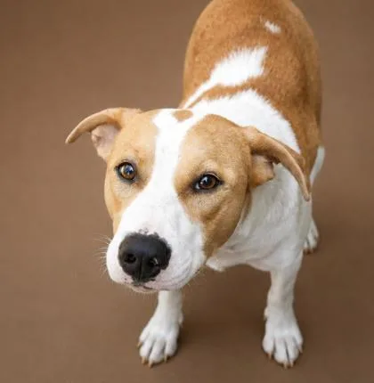 An adult medium-sized female Pit Bull Terrier dog named Beth for adoption in Bowling Green, KY