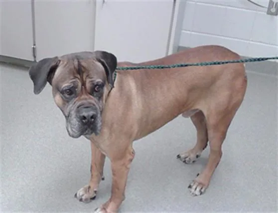 An adult large-sized male Mastiff dog named Zeus for adoption in Omaha, NE