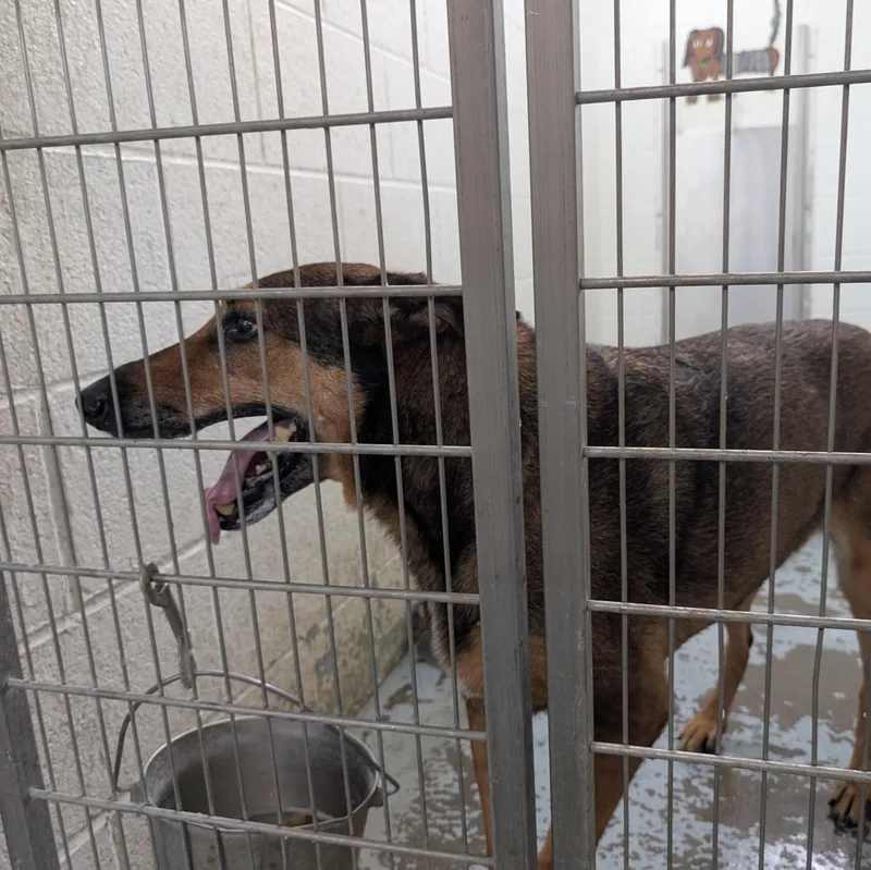A senior large-sized female Brown / Chocolate Rhodesian Ridgeback dog named 192029 for adoption in Ravenna, OH