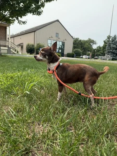 An adult small-sized female Chihuahua dog named Chica for adoption in Skillman, NJ