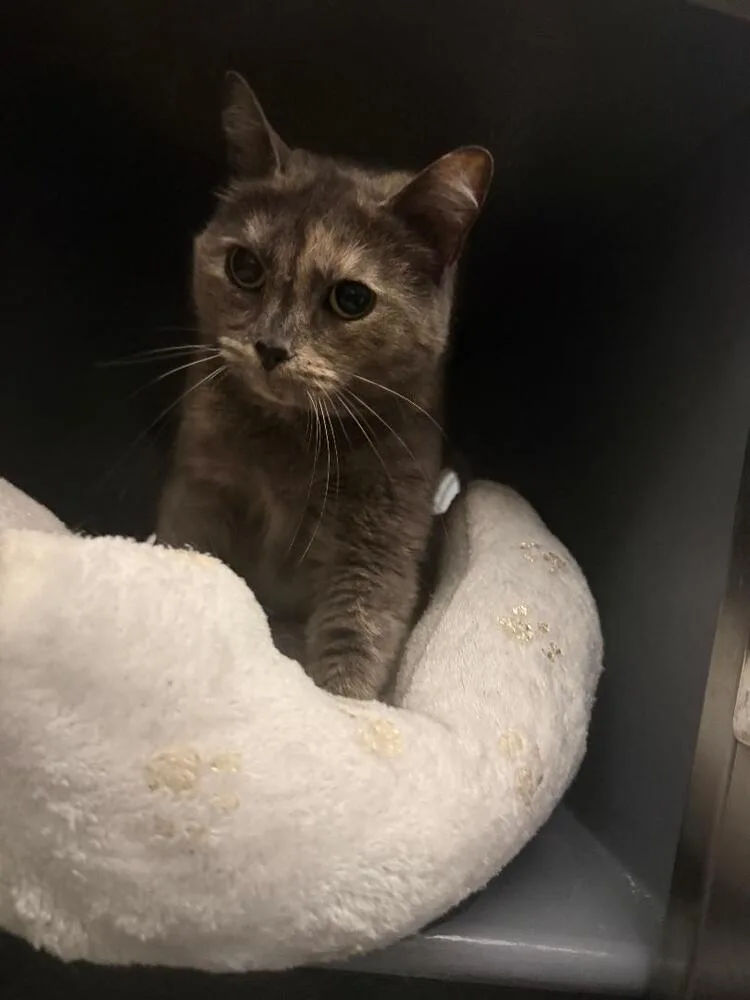 An adult medium-sized female Domestic Short Hair cat named Pearl for adoption in Breinigsville, PA