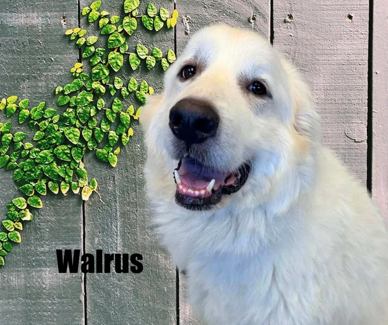 Walrus