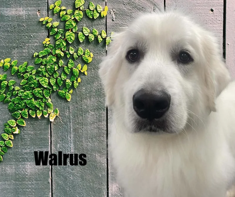 Walrus thumbnail 2