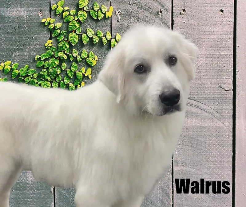 Walrus thumbnail 3