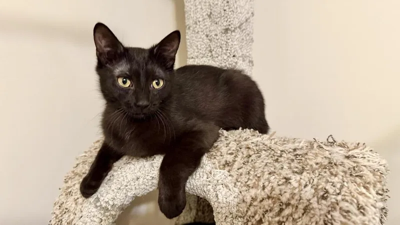 A baby medium-sized female Domestic Short Hair cat named Marble And Onyx for adoption in Farmington, MN