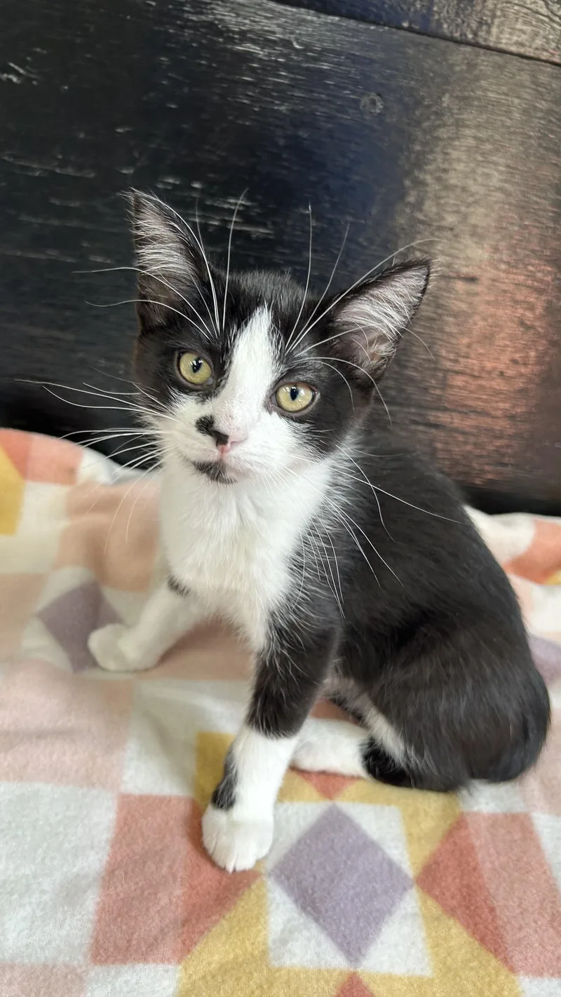 A baby medium-sized male Black & White / Tuxedo Domestic Short Hair cat named Calibri for adoption in White Oak, PA
