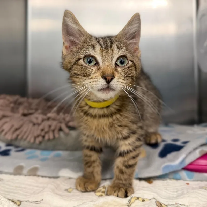 A baby small-sized male Brown / Chocolate Domestic Short Hair cat named Striker for adoption in Marshall, VA
