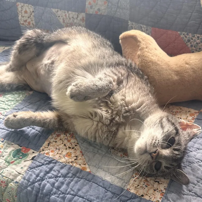 An adult medium-sized female Torbie Domestic Short Hair cat named Sugar Baby Gladys Angel for adoption in Rocky Mount, VA