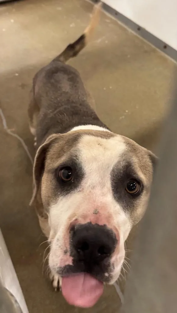 An adult large-sized male Pit Bull Terrier dog named Giovanni for adoption in Belton, TX
