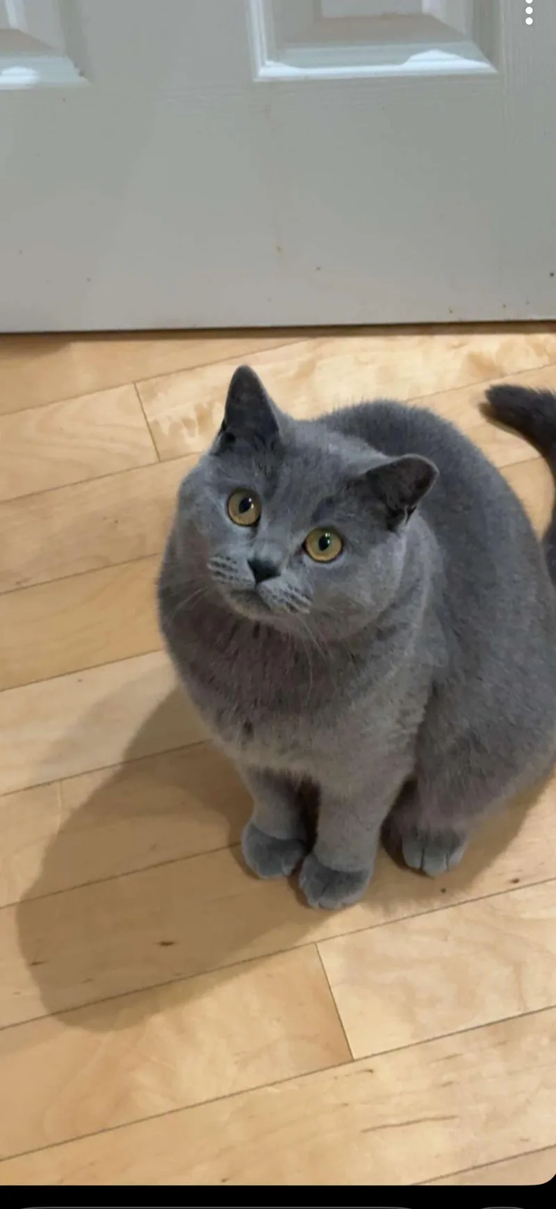 A young medium-sized female Gray / Blue / Silver British Shorthair cat named Paedyn for adoption in Medinah, IL