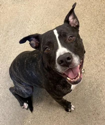 A young medium-sized male Black Pit Bull Terrier dog named Rucker for adoption in Cleveland, OH