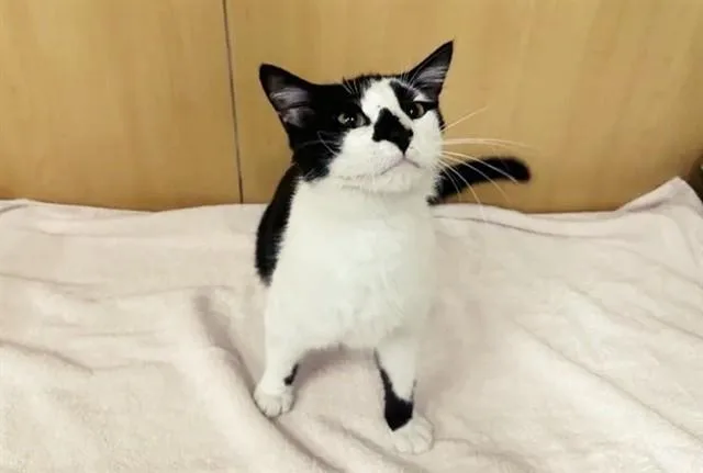 A young large-sized male Domestic Short Hair cat named Ozzy for adoption in Saint Louis, MO