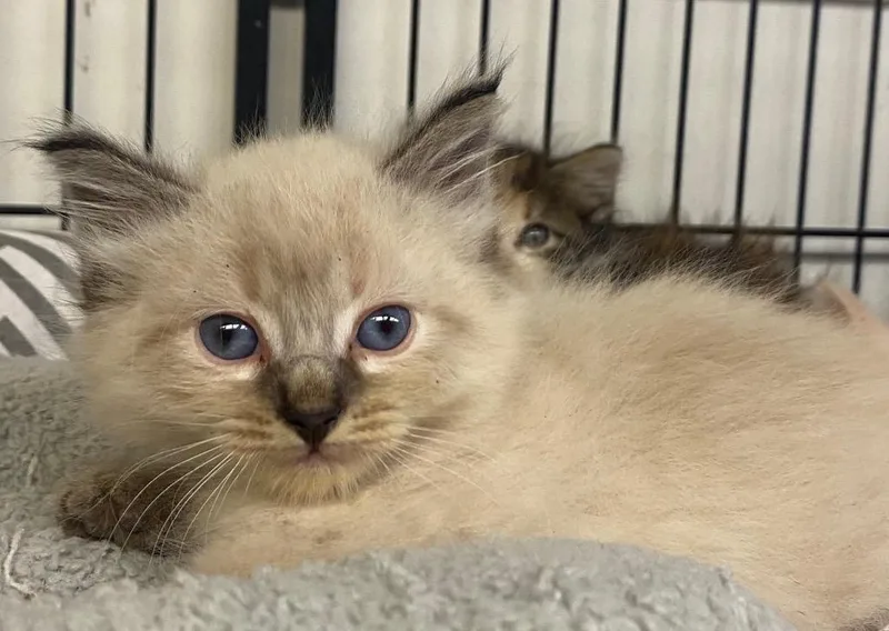 A baby small-sized male Siamese cat named Toast for adoption in Lockhart, TX