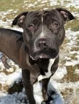 An adult large-sized male Tricolor (Brown, Black, & White) Pit Bull Terrier dog named Greeley for adoption in Evansville, IN