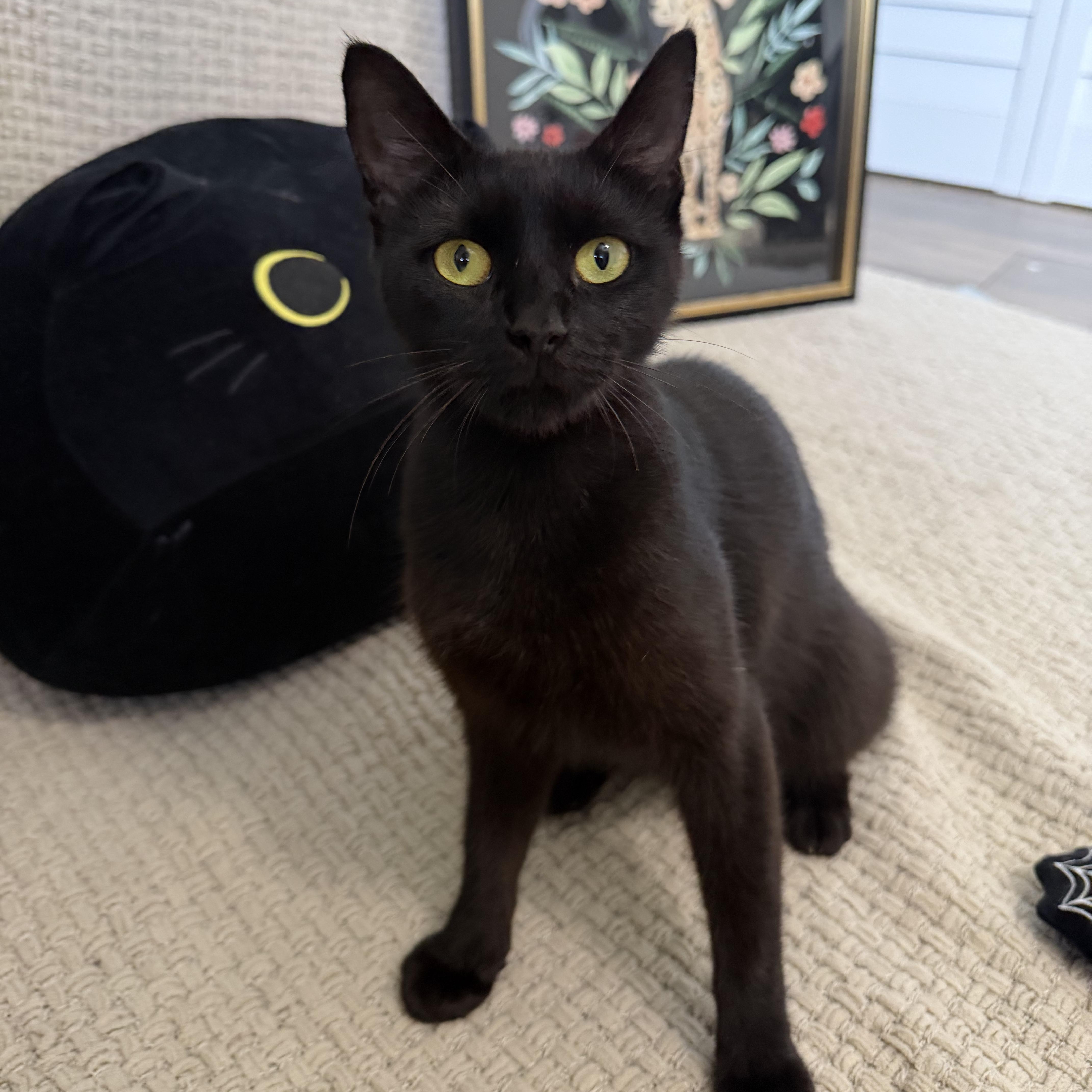 A young medium-sized female Black Bombay cat named Kiwki for adoption in Miami, FL