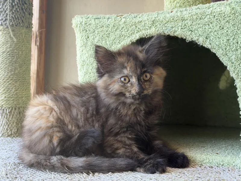 A baby small-sized female Domestic Long Hair cat named Dolly Pawton for adoption in Hollister, CA