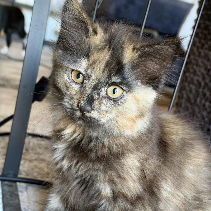 Dolly Pawton thumbnail 2