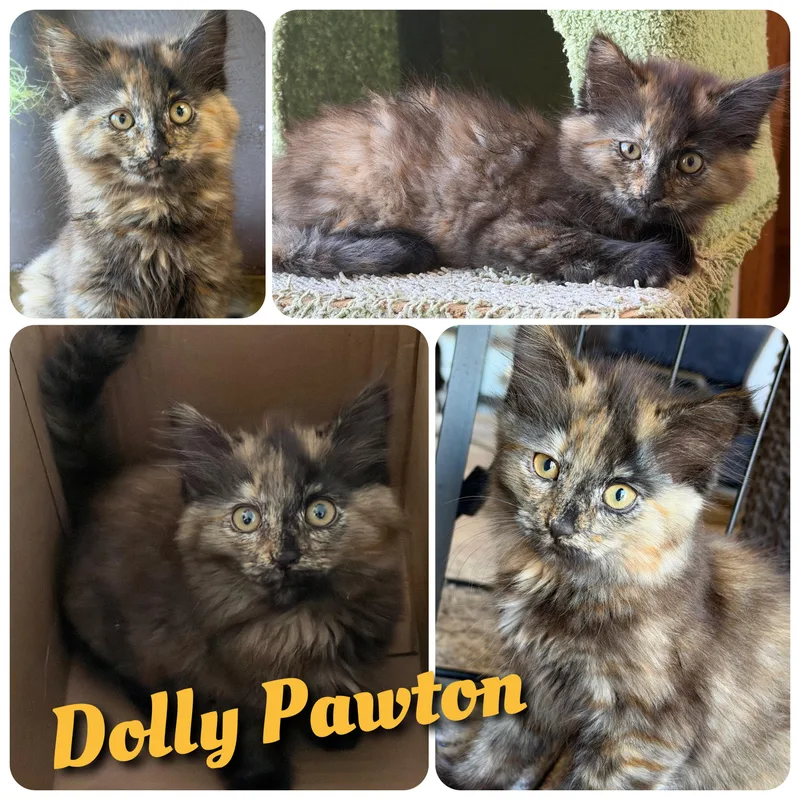 Dolly Pawton thumbnail 5