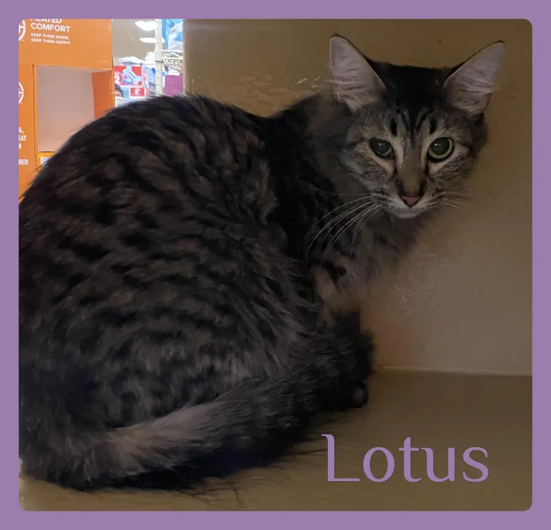 A young medium-sized female Tabby cat named Lotus for adoption in Lawton, OK