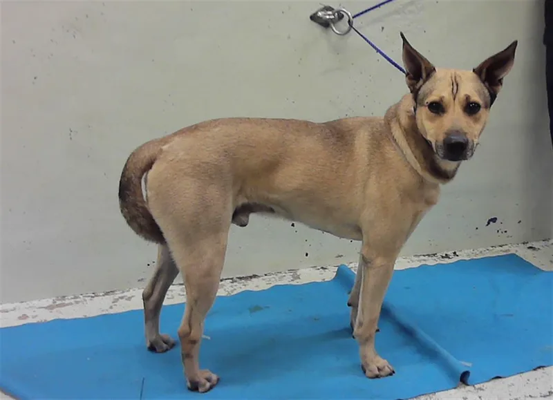 An adult medium-sized male Staffordshire Bull Terrier dog named Togo for adoption in Houston, TX
