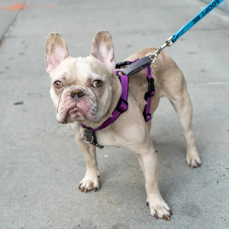 An adult small-sized male White / Cream French Bulldog dog named Quiche for adoption in New York, NY