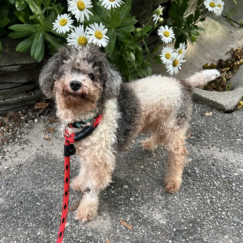 A senior small-sized male Poodle dog named Curtis for adoption in Huntington, NY