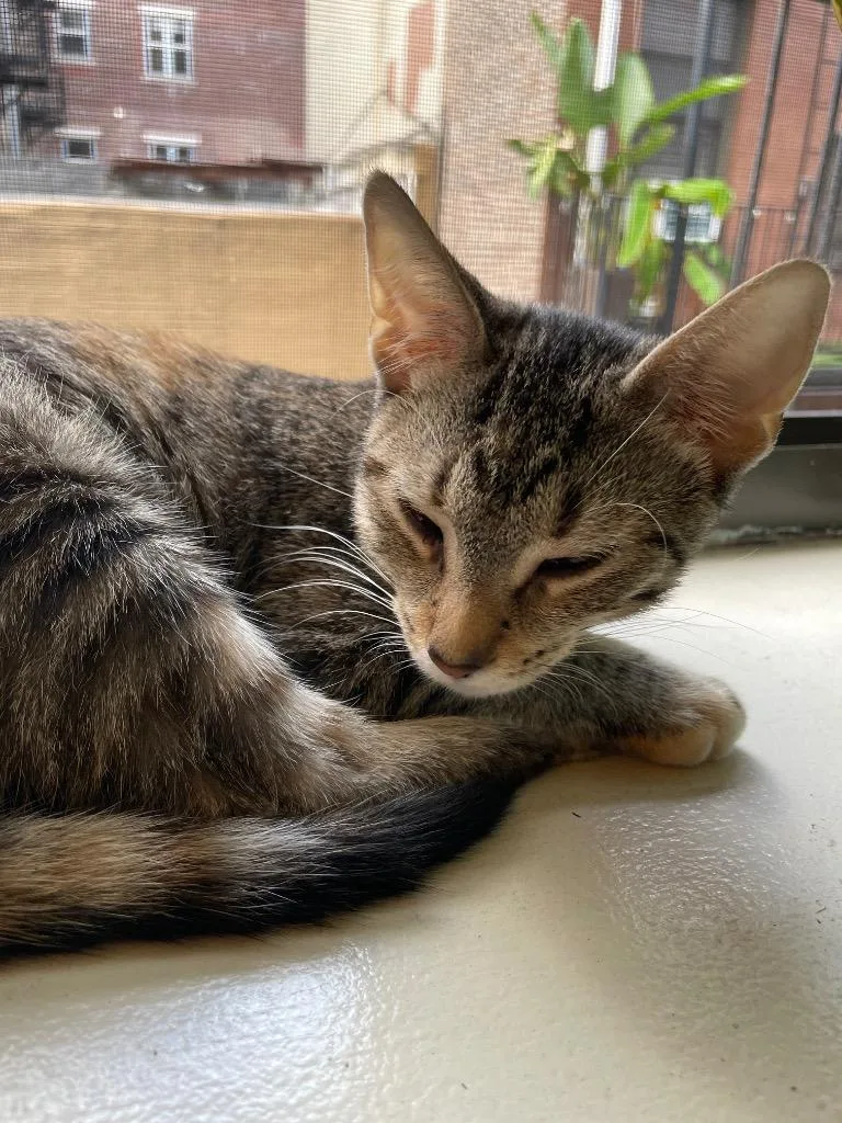 A baby medium-sized female Domestic Short Hair cat named Lilly for adoption in New York, NY