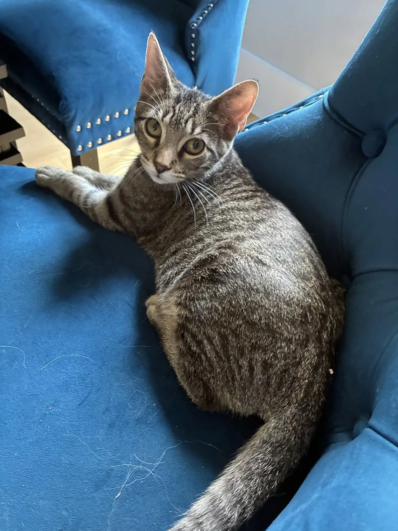 A baby medium-sized male Domestic Short Hair cat named Mickey for adoption in Frisco, TX