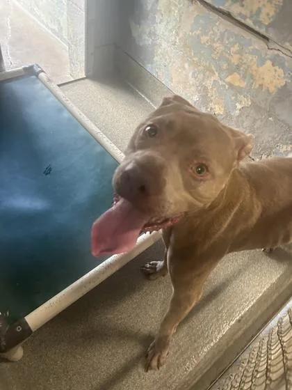An adult large-sized male Mixed Breed dog named Pluto for adoption in Largo, FL