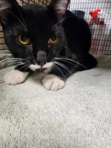 A young large-sized male Domestic Short Hair cat named Mickey for adoption in Los Angeles, CA