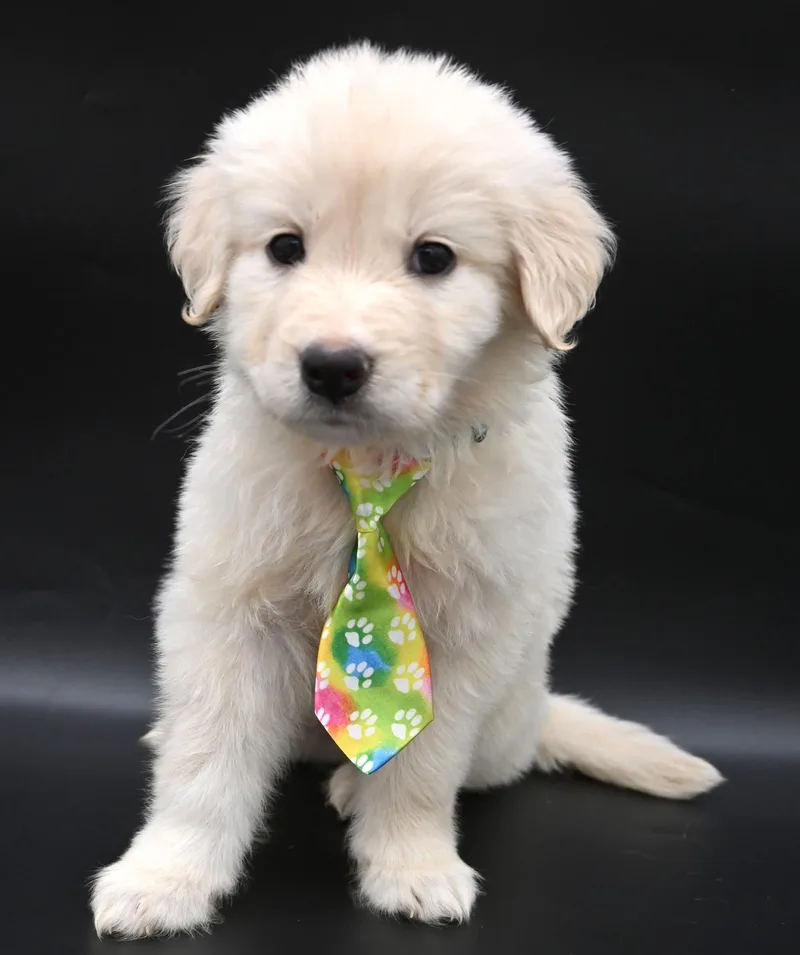 A baby medium-sized male Great Pyrenees dog named Beluga. for adoption in Mobile, AL