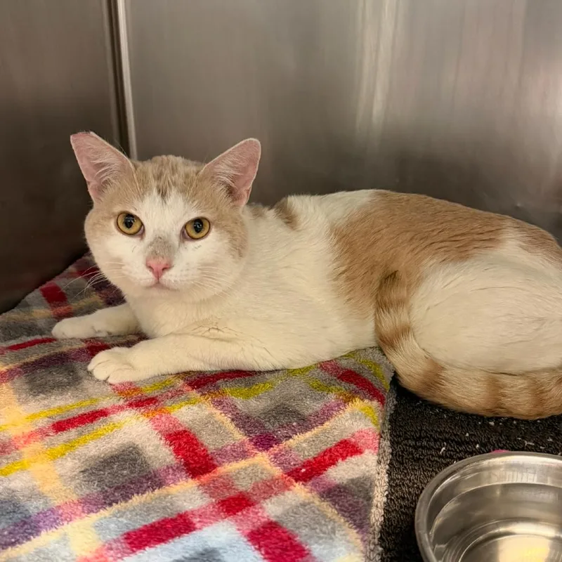An adult small-sized male Buff / Tan / Fawn Domestic Short Hair cat named Boone for adoption in Las Vegas, NV