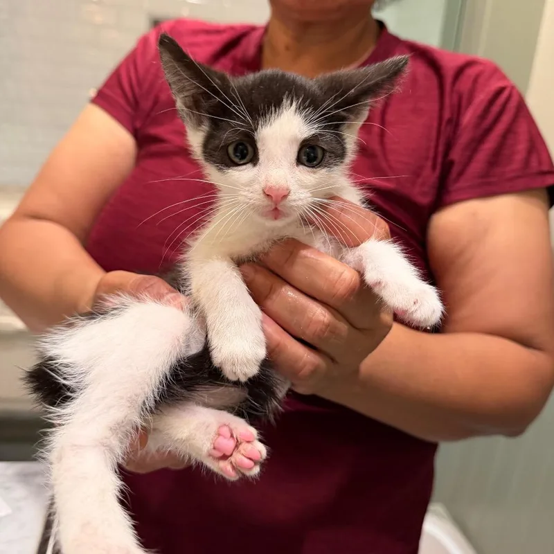 A baby small-sized male White Domestic Short Hair cat named Chocolate Chip for adoption in Pacific Palisades, CA