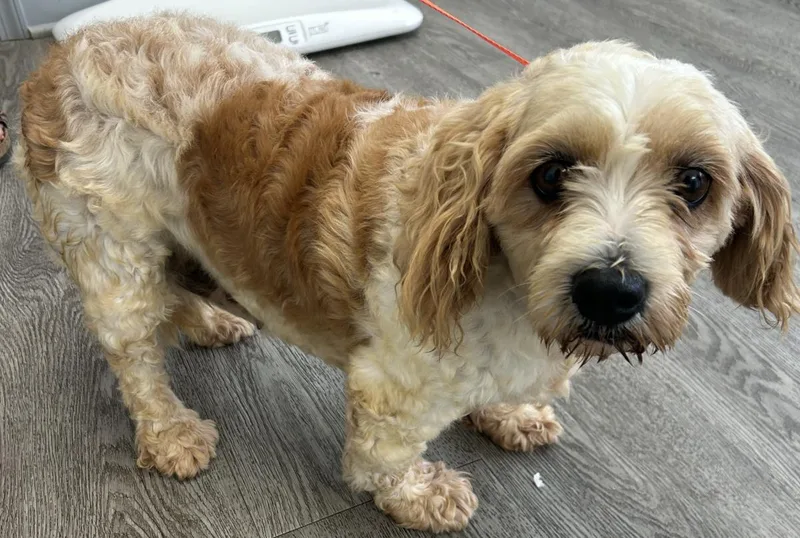 An adult medium-sized female Cavalier King Charles Spaniel dog named Laney for adoption in Westminster, MD