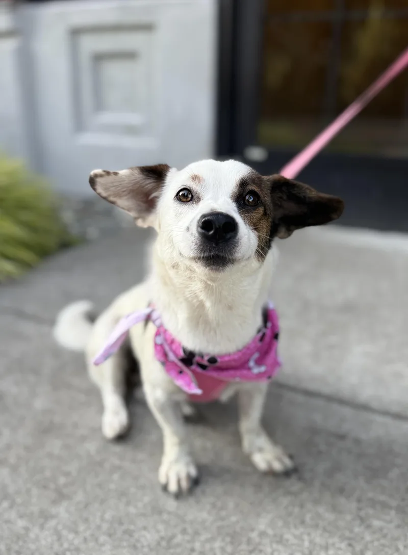 A young small-sized female Tricolor (Brown, Black, & White) Dachshund dog named Lena for adoption in lynnwood , WA