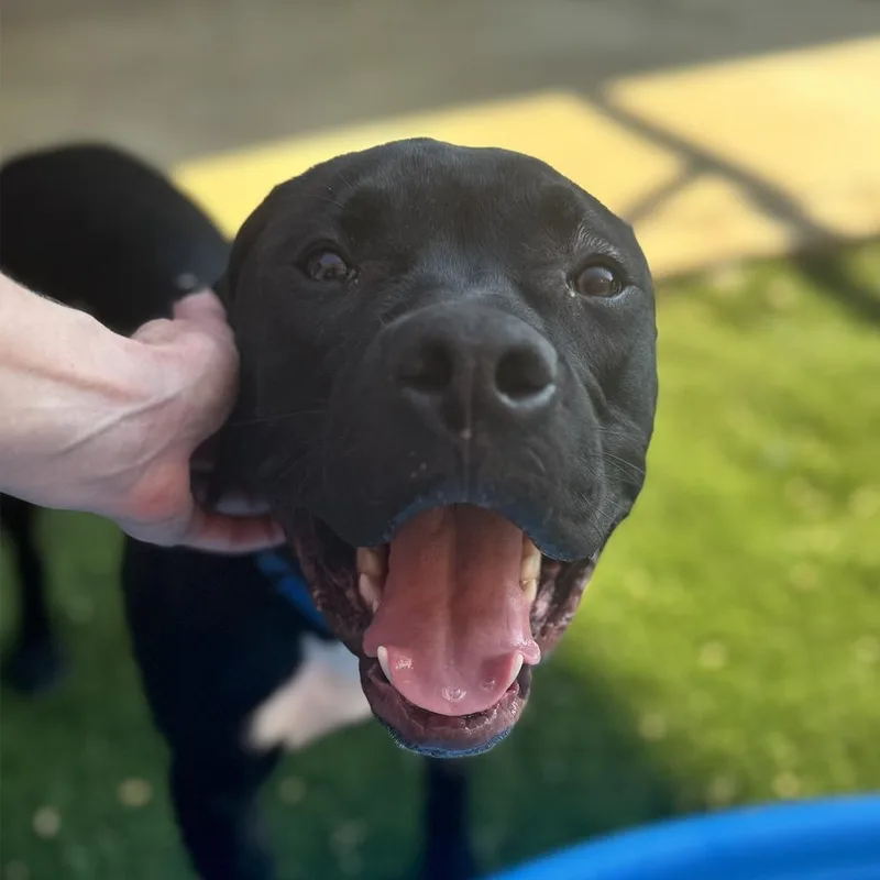 A young large-sized male Black Pit Bull Terrier dog named Beaux for adoption in Ferndale, WA