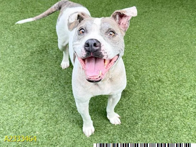 An adult medium-sized female Mixed Breed dog named Tippy for adoption in West Palm Beach, FL