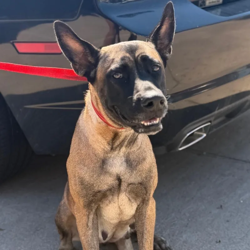 An adult medium-sized female Brown / Chocolate Mixed Breed dog named Jedi for adoption in Lake Jackson, TX