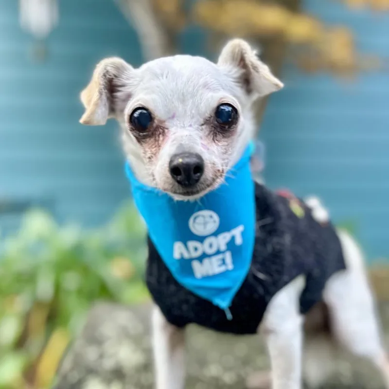 Snowflake thumbnail 2