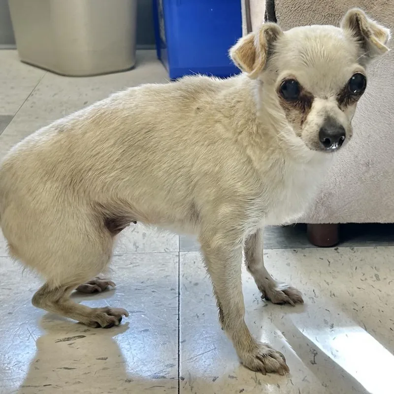 Snowflake thumbnail 4