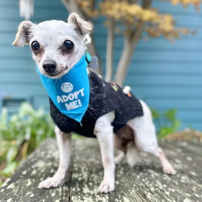 Snowflake thumbnail 5