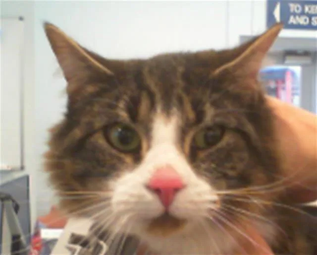 A young small-sized female Domestic Short Hair cat named Chloe for adoption in Charlotte, NC